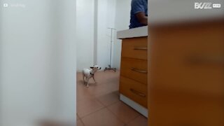 Il cane si preoccupa per il suo amico dal veterinario