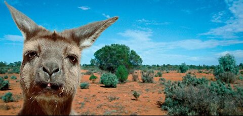 Kangaroo Island bushfire – Day 2 update on RSPCA South Australia's response