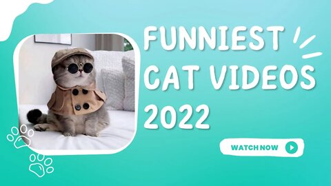 Funniest Cat Videos Compilation 2022😺 | Cats Can Make you Laugh within Minutes😹