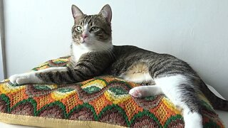 Fluffy Cat Sleeps on His Favorite Pillow