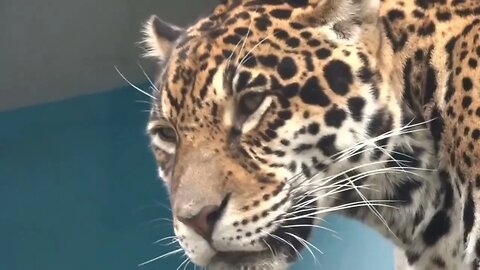 ジャガーの寝落ち！【動物】