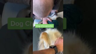 Dog Chiropractor adjust to Atlas bone.. Seems Calm Like A Regular Client 😂
