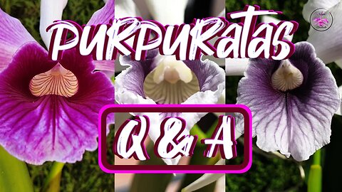 Important Cattleya purpurata Follow Up Q & A Video #ninjaorchids #carecollab