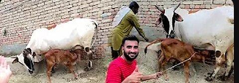 Finally humny cow leli