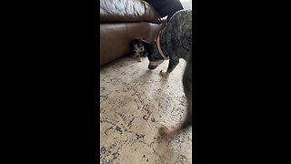 Blue Weiler vs Blue Heeler