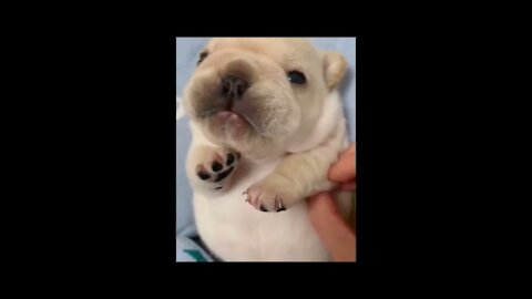 cutest puppies video|#puppy love |#baby dogs |funny dog videos |#awww animal videos| #very cute dog