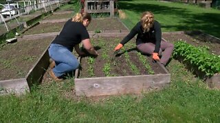 How a UW-Milwaukee micro-garden keeps hungry students fed with nourishing food