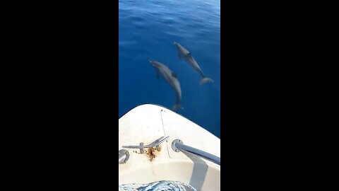 Dolphin playing with the boat