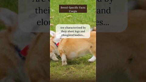 Captivating Facts about Corgis