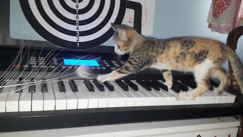 Kitten Piano Lessons Will Definitely Make You Smile