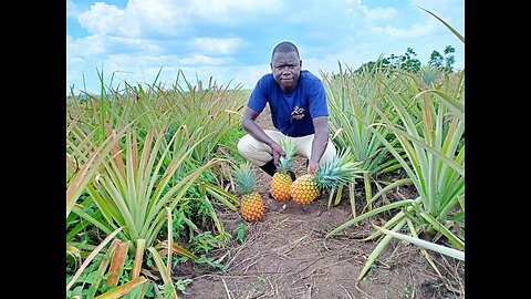 Pineapple Farming in the Northern Region of Uganda