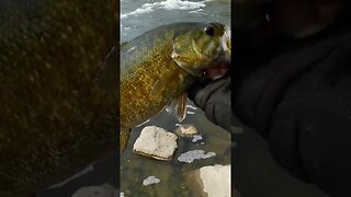 Fishing for smallmouth on the Fox River https://youtu.be/9NZOrONcLCM