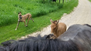 Brave little 18 day old foal goes on his first trail ride