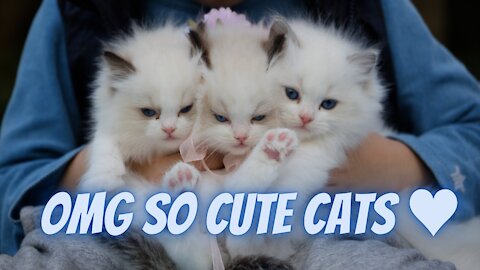 OMG So Cute Cats ♥