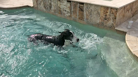 Funny Great Dane Dog Paddles in Slow Motion