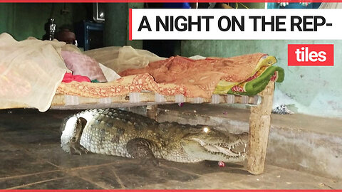 Farmer wakes up to find eight-foot pregnant crocodile underneath his bed