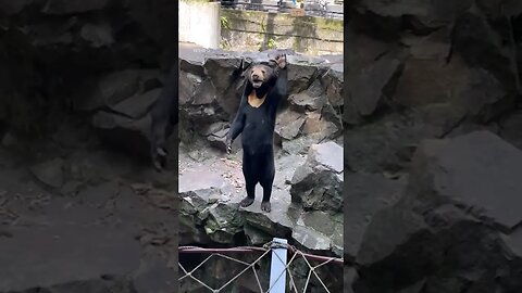 Chinese zoo denies its sun bears are people in costume