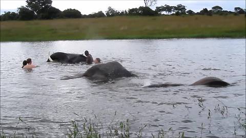 Swim time brings out the "kid" in these elephants