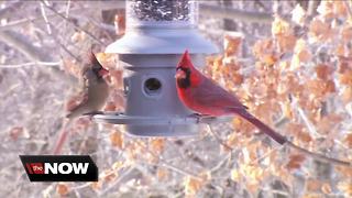 Bird feeding and watching is a hot hobby in Western New York