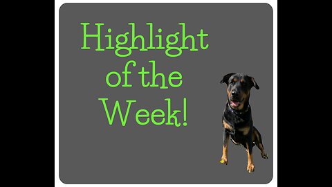 Does Your Dog Have A Highlight of the Week?