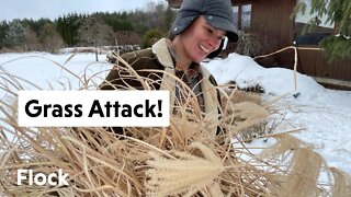 Let's Cut This MISCANTHUS GRASS Back! — Ep 011