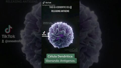 #DendriticCell releasing #Antigens. #CélulaDendrítica liberando #Antígenos.