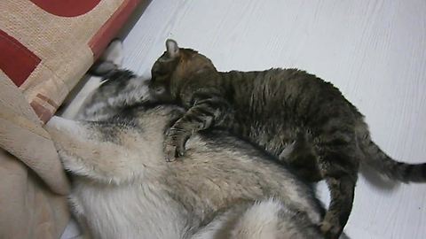 Affectionate Cat Is Completely Obsessed With Doggy Best Friend
