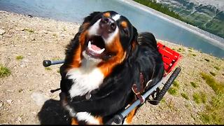 Bernese Mountain Dog pulls Chihuahuas in cart