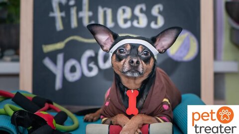 Fitness Tips with Erin of Pet Treater