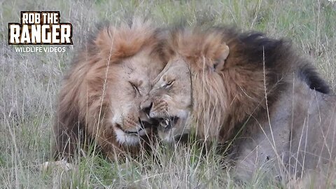 Lion Coalition Reunite | Lalashe Maasai Mara Safari