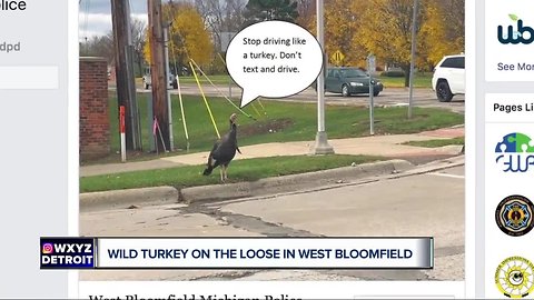 Wild turkey has become a nuisance to drivers in West Bloomfield