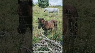 Kids with horses