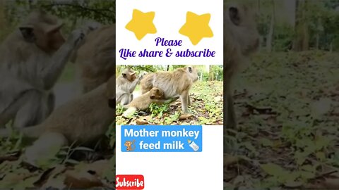 mother monkey feed milk 🍼#shorts #youtubeshorts
