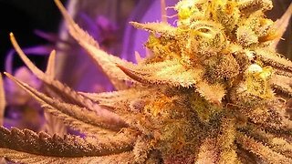Week 6 and The Start of week 7 . Cannabis Grown Indoors Bloom.
