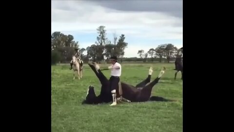 Funny and Cute Horse Videos Compilation cute moment of the horses- Cutest Horse #578 3