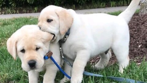 Funniest & Cutest Labrador Puppies #2 - Funny Puppy Videos 2020 Grumpy Dogs