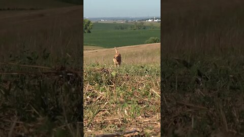 Golden Retriever Retrieving a DOVE OPENING DAY!! #goldenretriever #doveopener #birddog