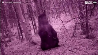 Un immense ours se gratte le dos contre un arbre