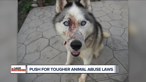 Torture of dogs in Oakland County prompts prosecutors to call for tougher animal abuse laws