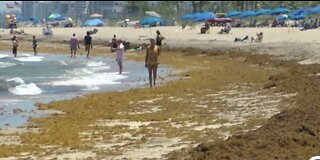 Unsightly seaweed spoiling beach day