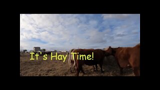 Putting Out Hay Before the Freeze!