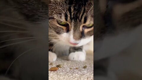 ASMR Cat Purring While Eating #catasmr