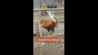 Cowan Roundhead cock #gamefowl #gamefowlbreeder #gallos
