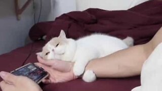 Ce chat refuse de lâcher le bras de son maître