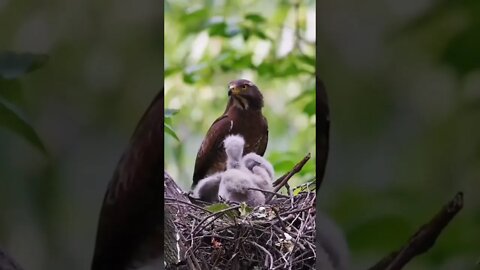 Eagle and its Cubs in the Nest 🐣🐤🐥 🦅