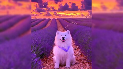 Samoyed surrounded by lavender