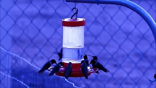 Hummingbird Feeder Party - Hummingbird Fever!!