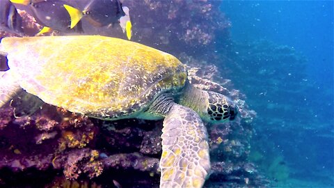 Scuba diver comes face to face with gigantic sea turtle