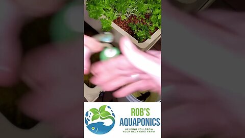 Moving the Aquaponics Catfish