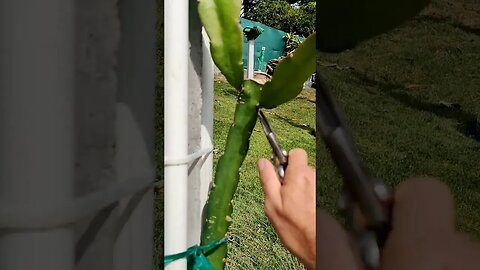 Initial pruning for Dragon Fruit.